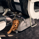 Dupree - Á ferð og flugi!