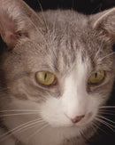 Dupree - Á ferð og flugi!