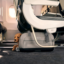 Dupree - Á ferð og flugi!